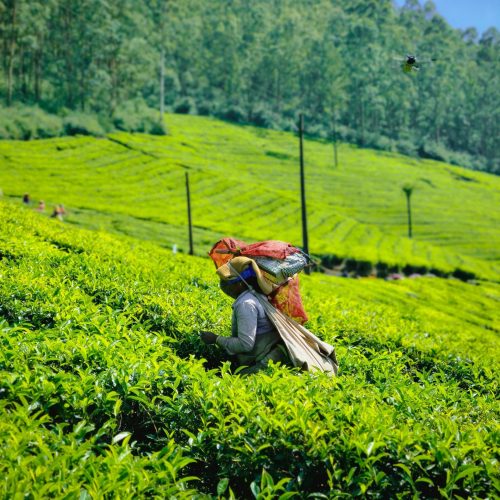 pexels-aravind-p-s-1808524778-30204867